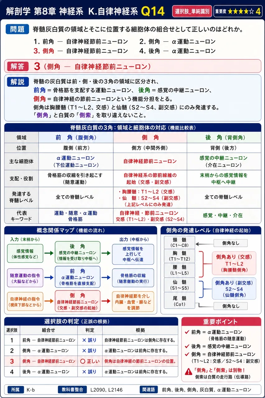 脊髄灰白質の領域とそこに位置する細胞体の組合せとして正しいのはどれか。 解説図