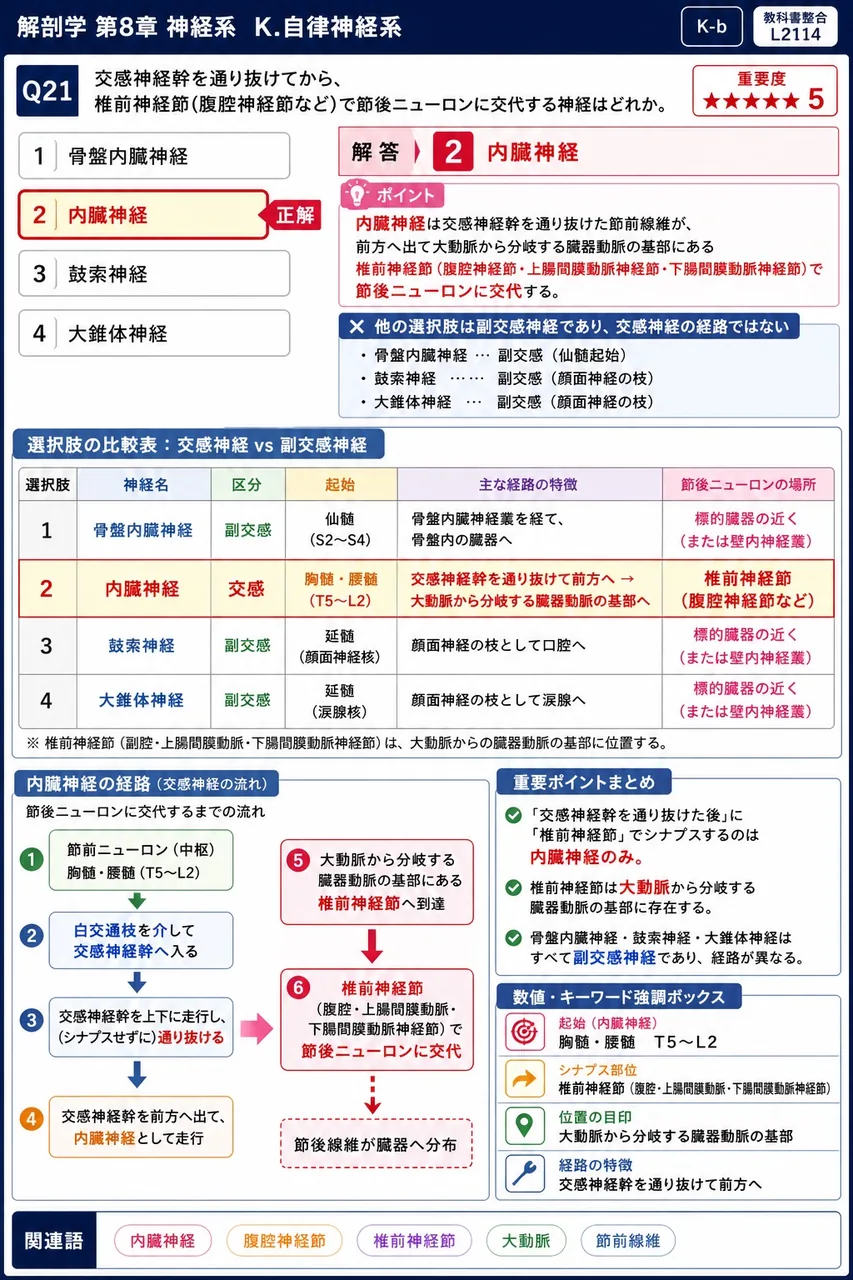 交感神経幹を通り抜けてから、椎前神経節(腹腔神経節など)で節後ニューロンに交代する神経はどれか。 解説図