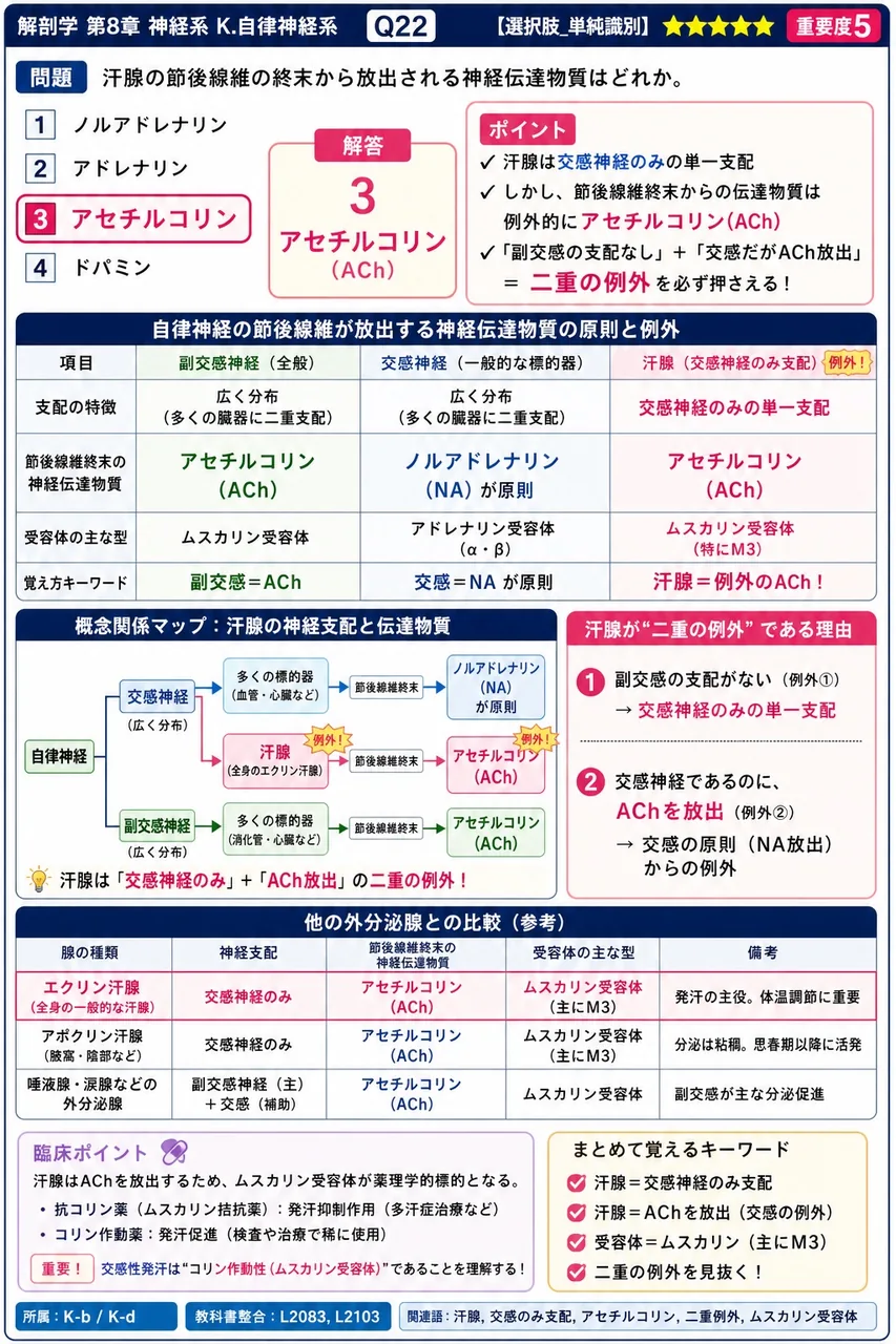 汗腺の節後線維の終末から放出される神経伝達物質はどれか。 解説図