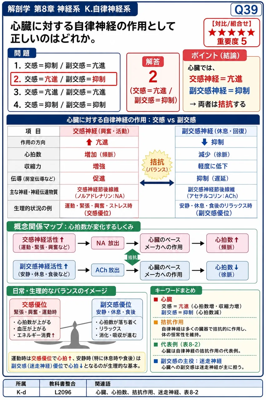心臓に対する自律神経の作用として正しいのはどれか。 解説図