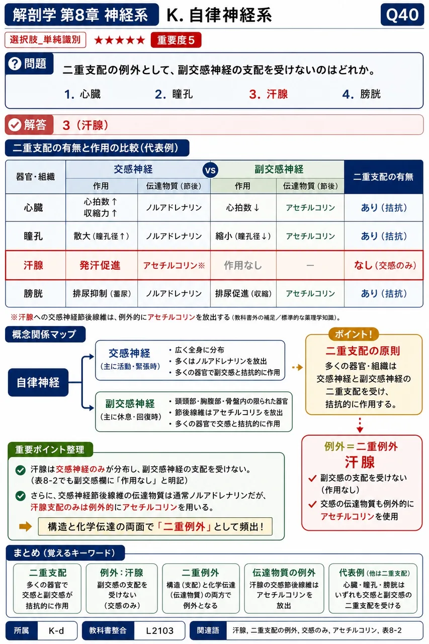 二重支配の例外として、副交感神経の支配を受けないのはどれか。 解説図