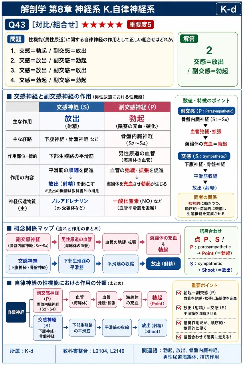 性機能(陰茎)に関する自律神経の作用として正しい組合せはどれか。 解説図