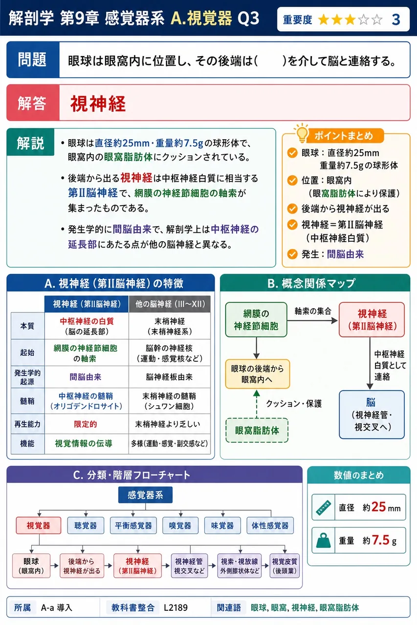 眼球は眼窩内に位置し、その後端は( )を介して脳と連絡する。 解説図