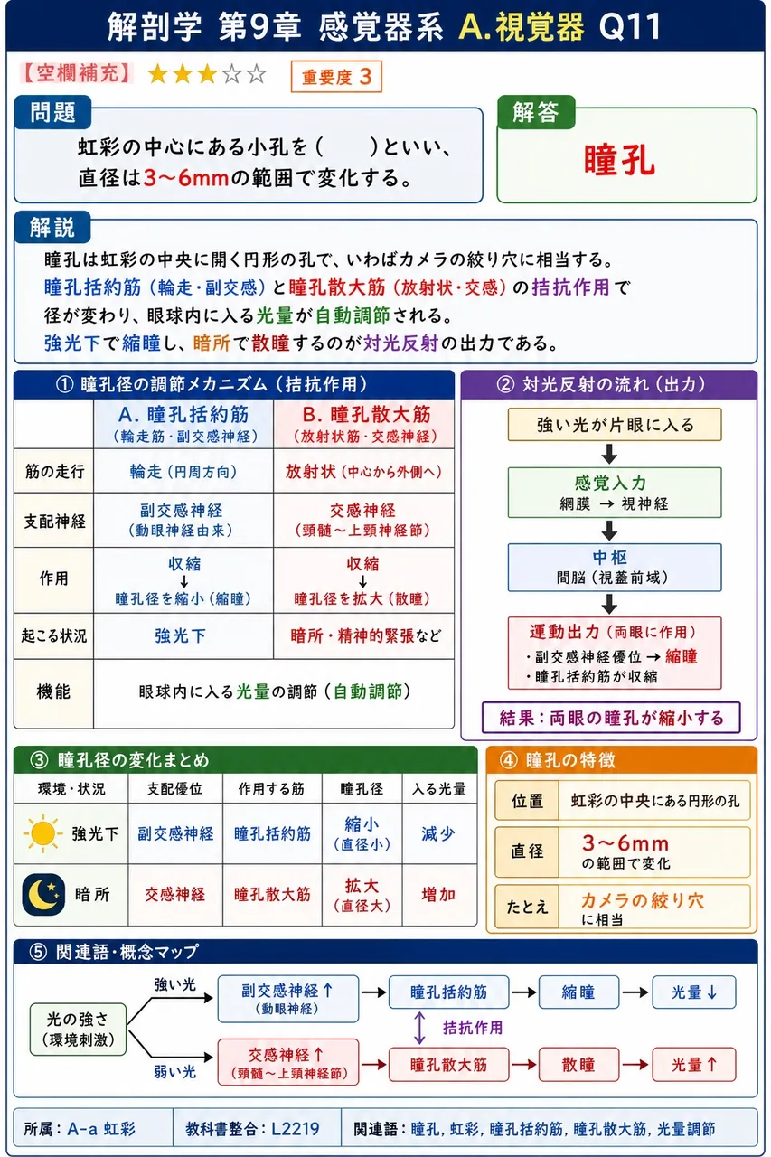 虹彩の中心にある小孔を( )といい、直径は3〜6mmの範囲で変化する。 解説図