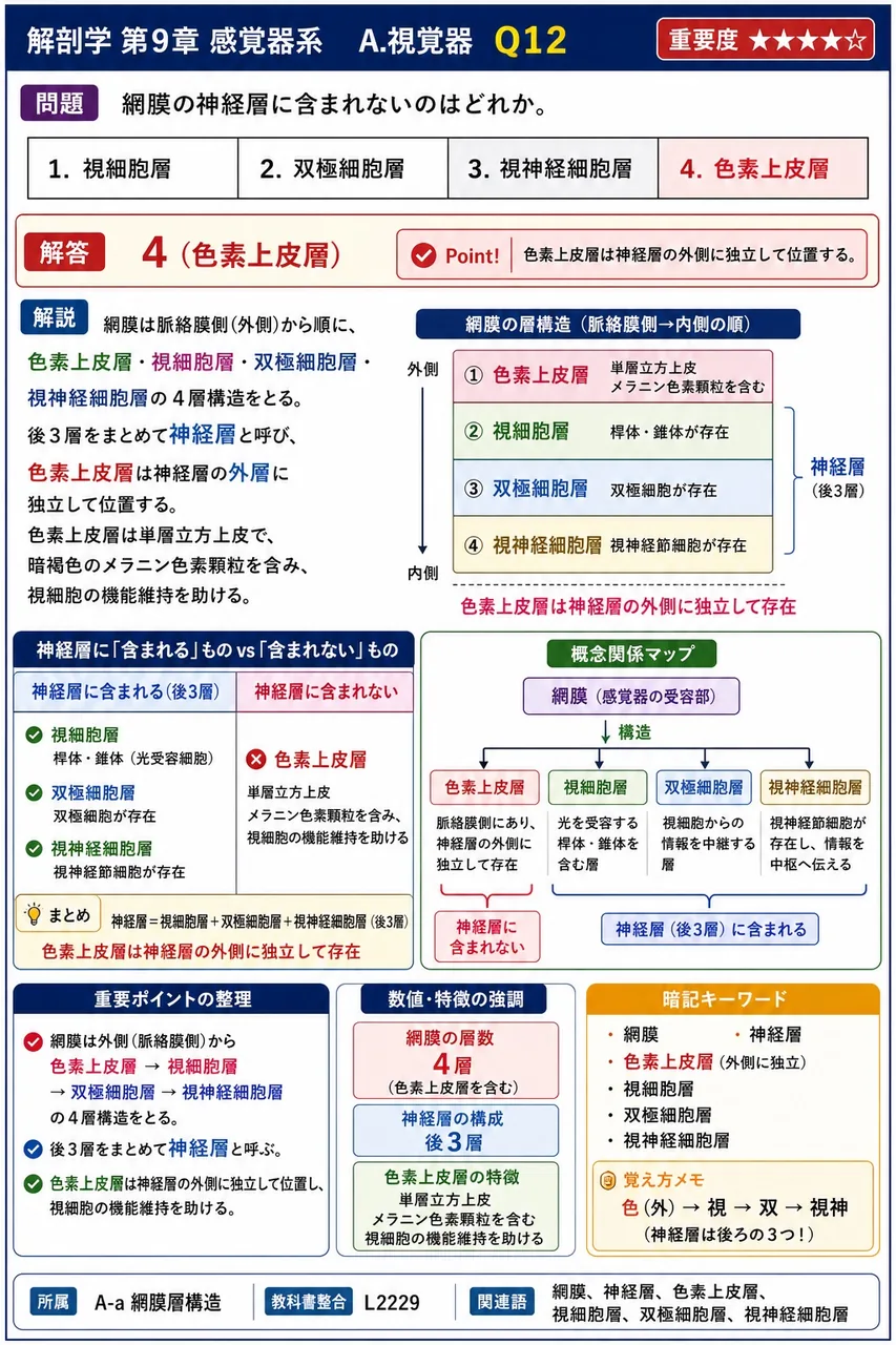 網膜の神経層に含まれないのはどれか。 解説図