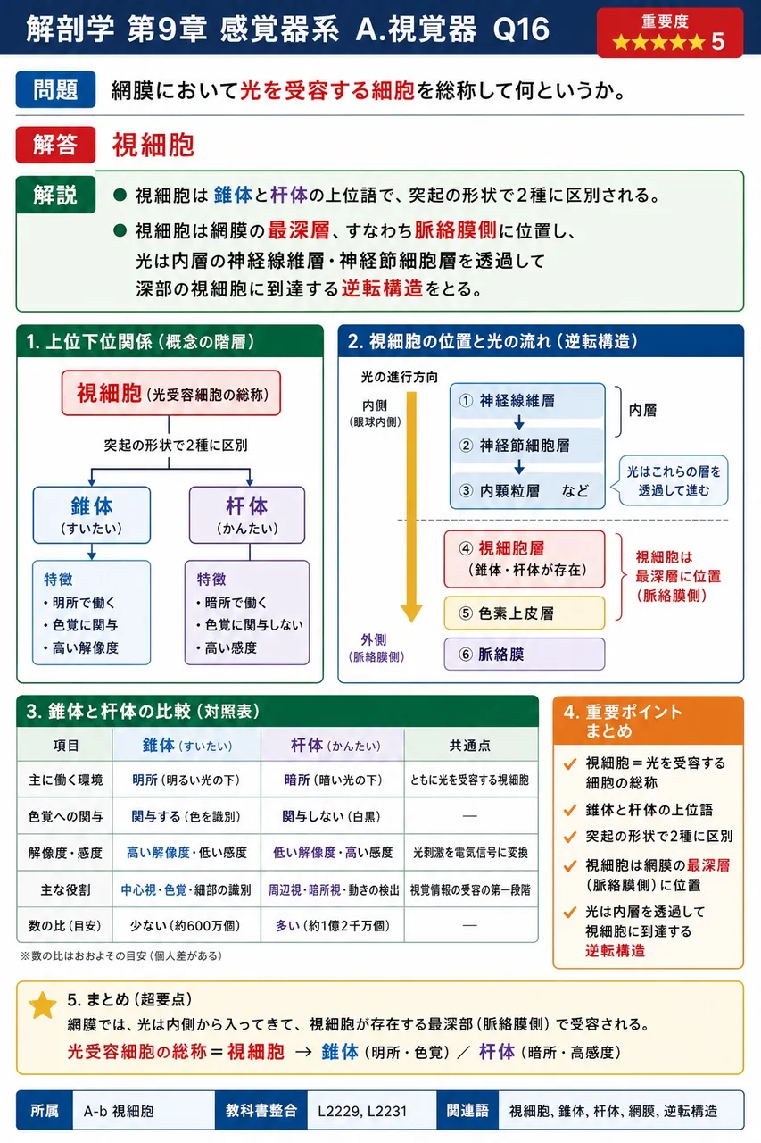網膜において光を受容する細胞を総称して何というか。 解説図