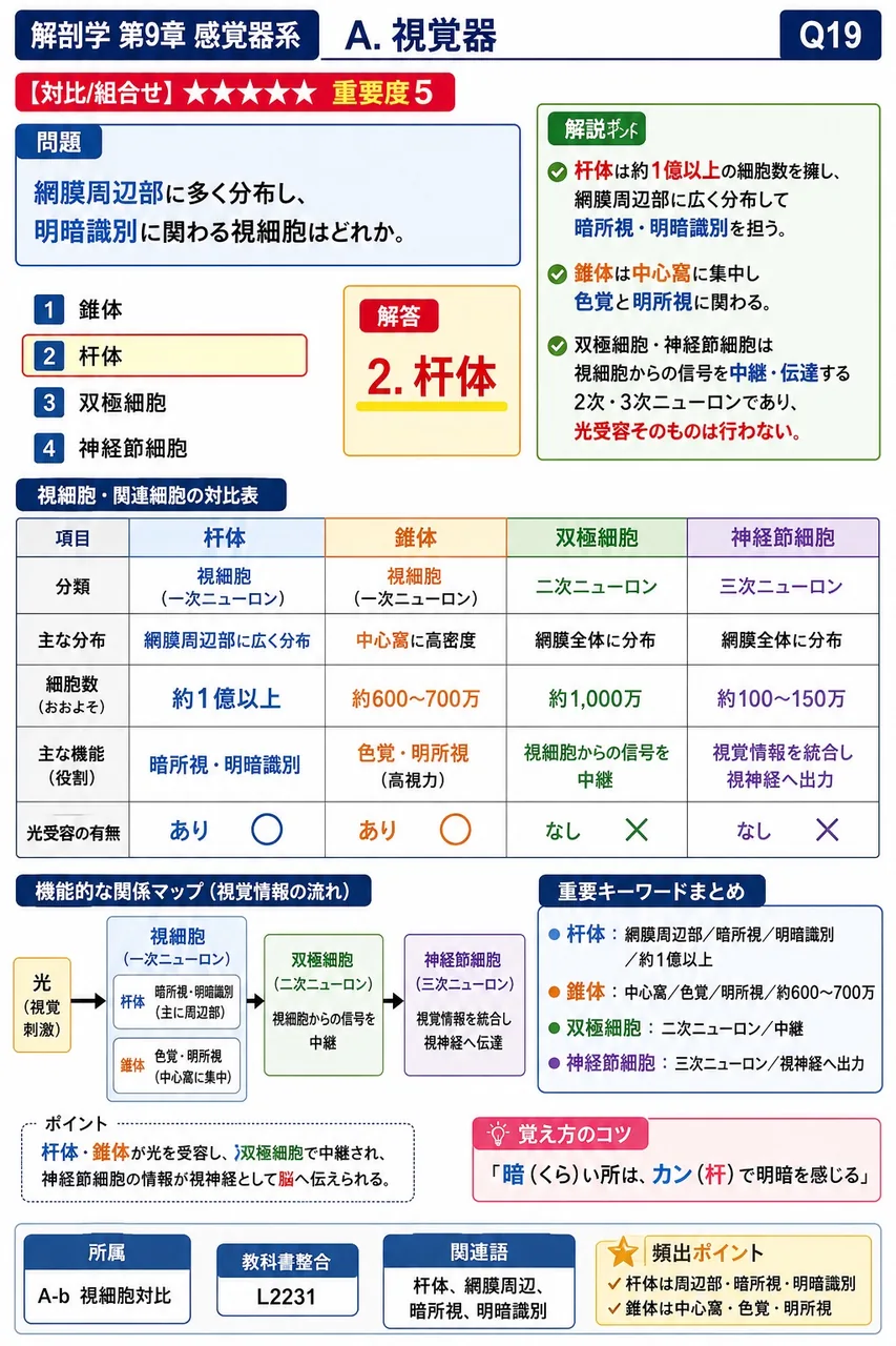 網膜周辺部に多く分布し、明暗識別に関わる視細胞はどれか。 解説図