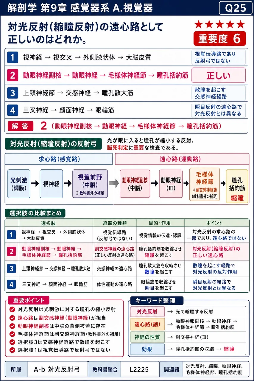 対光反射(縮瞳反射)の遠心路として正しいのはどれか。 解説図