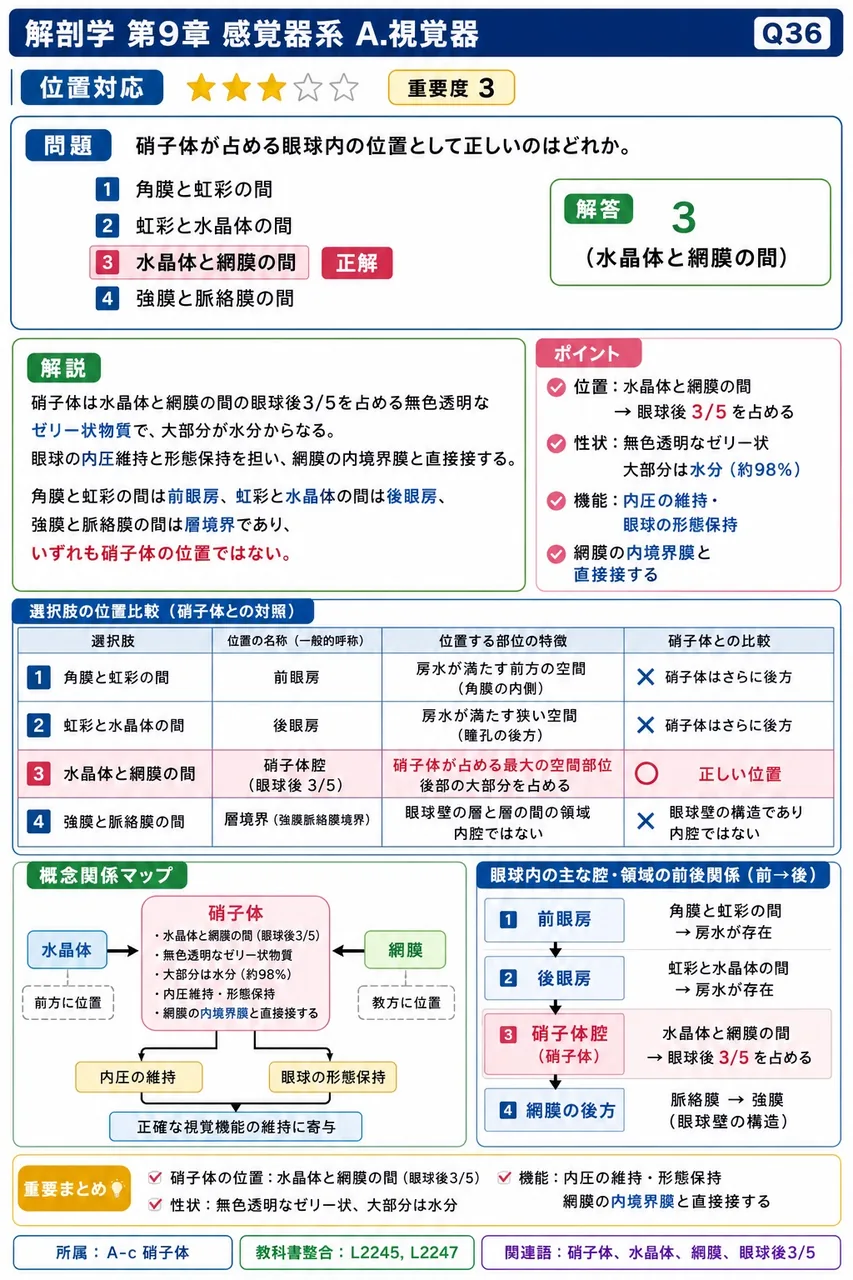 硝子体が占める眼球内の位置として正しいのはどれか。 解説図