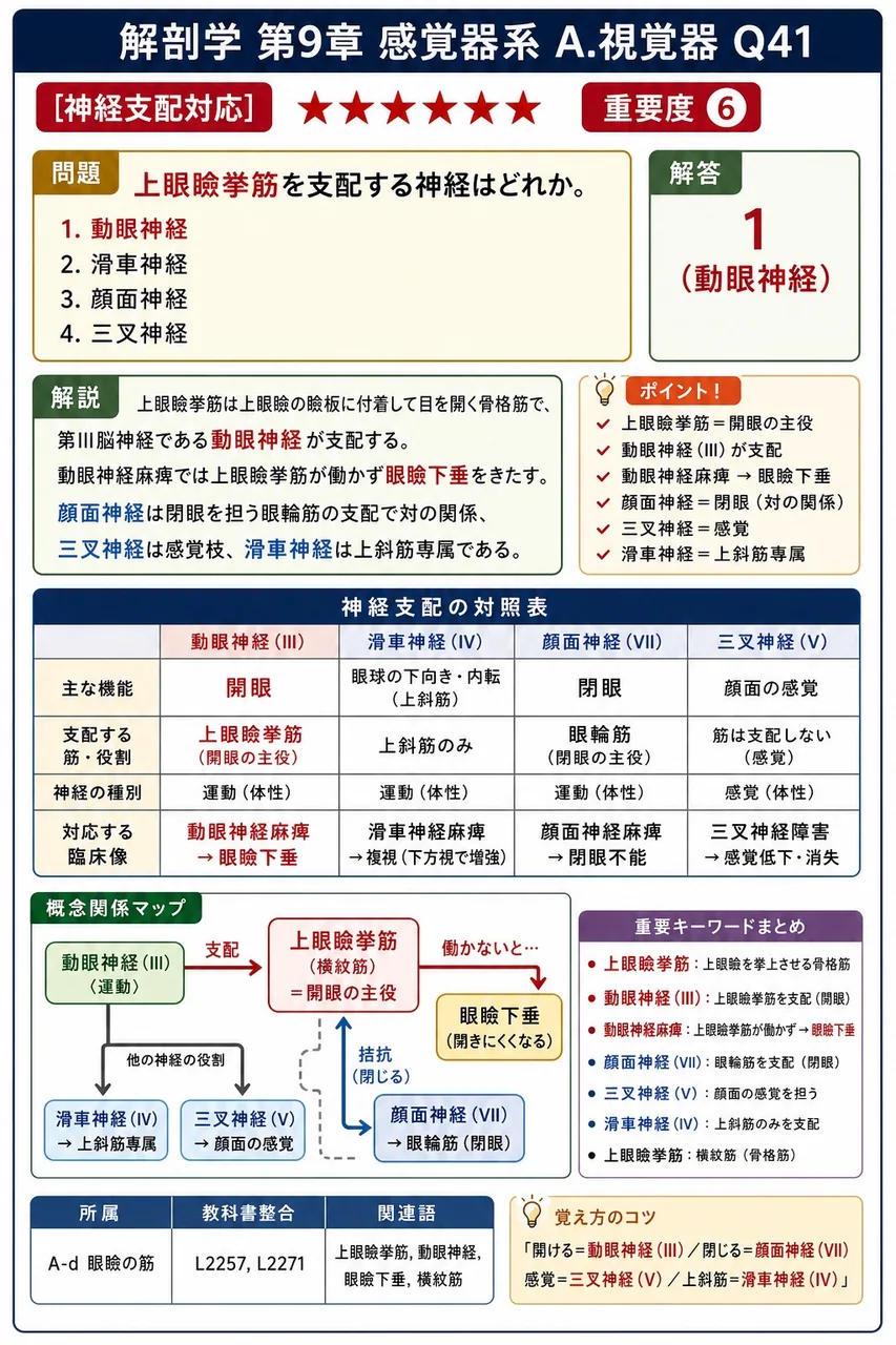 上眼瞼挙筋を支配する神経はどれか。 解説図