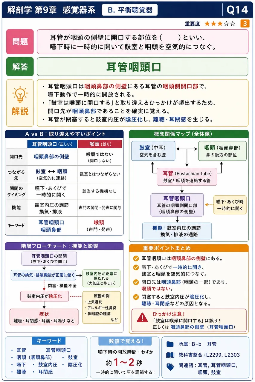 耳管が咽頭の側壁に開口する部位を( )といい、嚥下時に一時的に開いて鼓室と咽頭を空気的につなぐ。 解説図