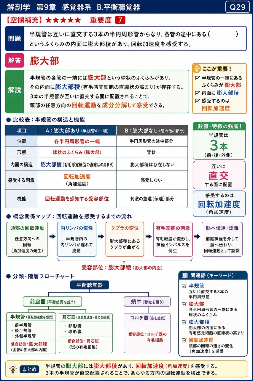 半規管は互いに直交する3本の半円周形管からなり、各管の途中にある( )というふくらみの内面に膨大部稜があり、回転加速度を感受する。 解説図