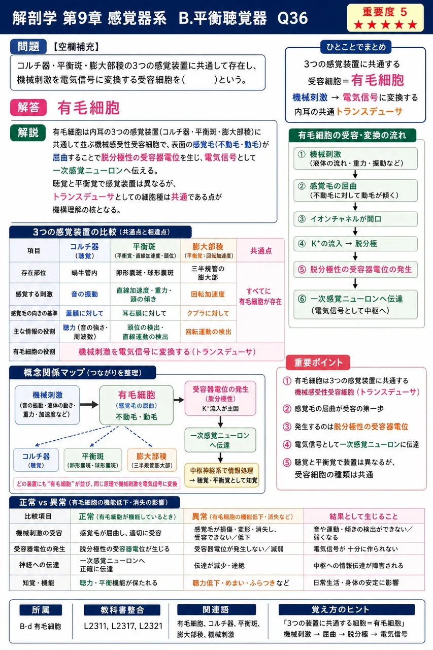 コルチ器・平衡斑・膨大部稜の3つの感覚装置に共通して存在し、機械刺激を電気信号に変換する受容細胞を( )という。 解説図