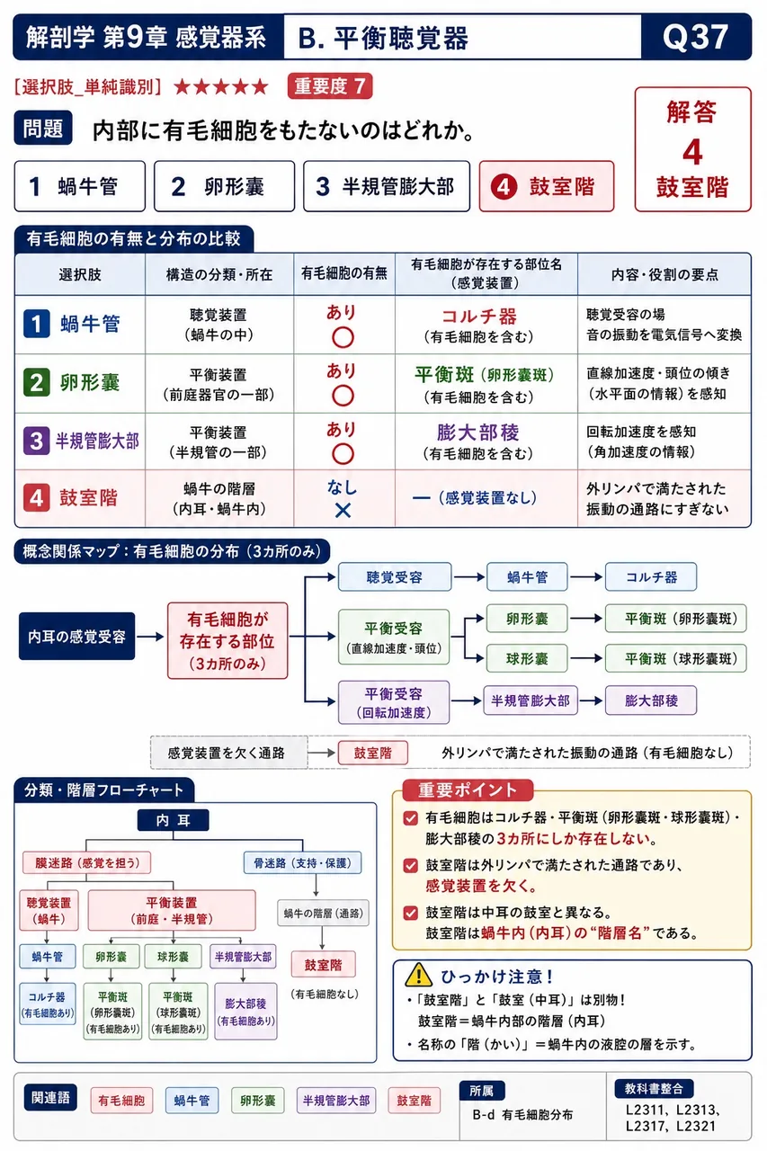 内部に有毛細胞をもたないのはどれか。 解説図