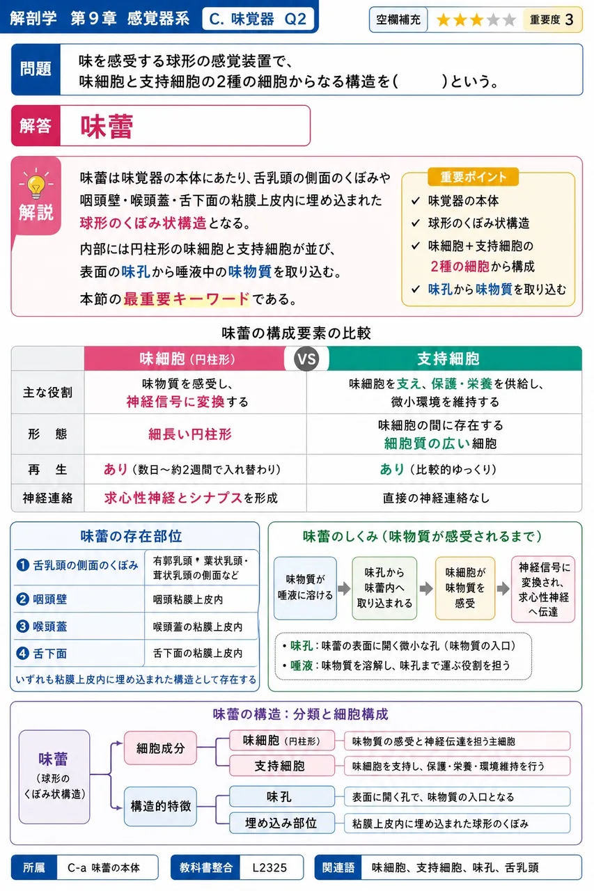 味を感受する球形の感覚装置で、味細胞と支持細胞の2種の細胞からなる構造を( )という。 解説図