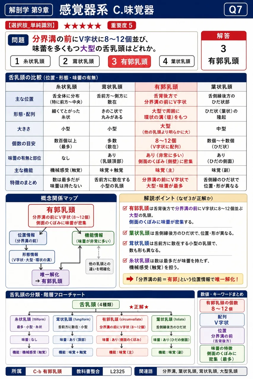 分界溝の前にV字状に8〜12個並び、味蕾を多くもつ大型の舌乳頭はどれか。 解説図