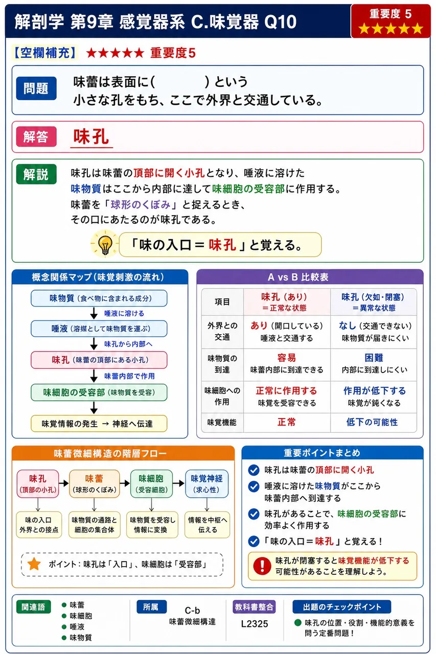 味蕾は表面に( )という小さな孔をもち、ここで外界と交通している。 解説図