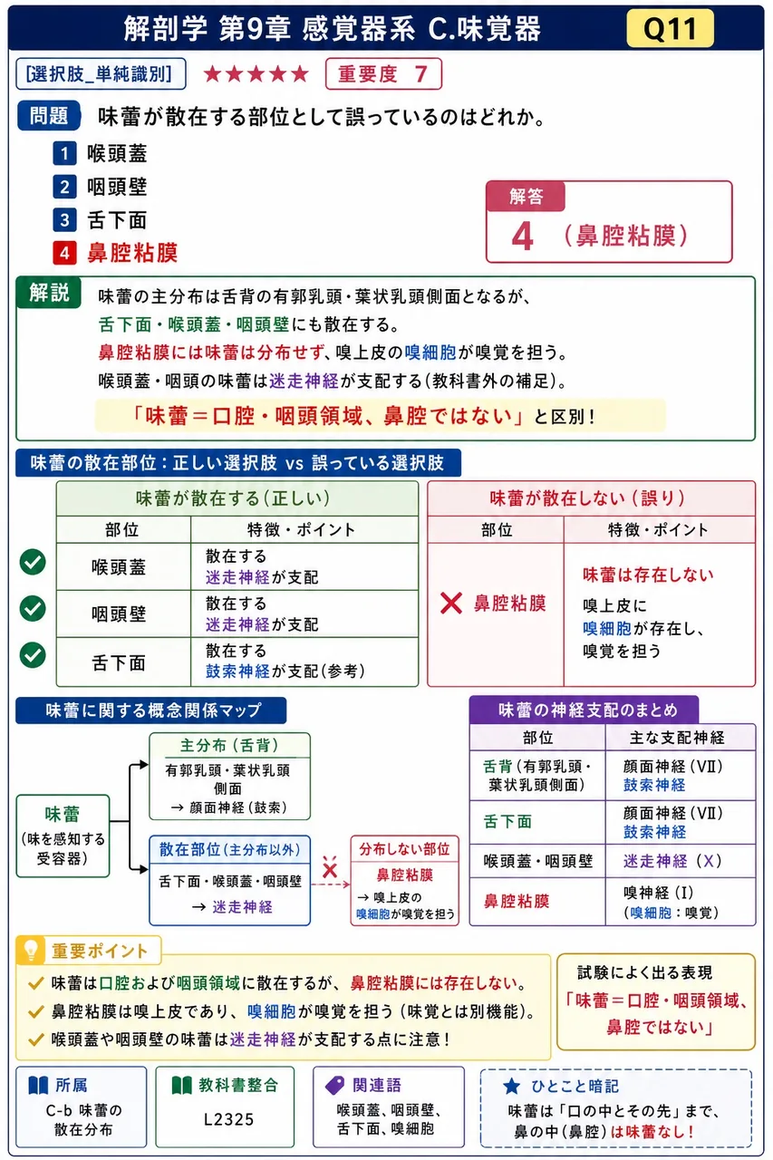 味蕾が散在する部位として誤っているのはどれか。 解説図
