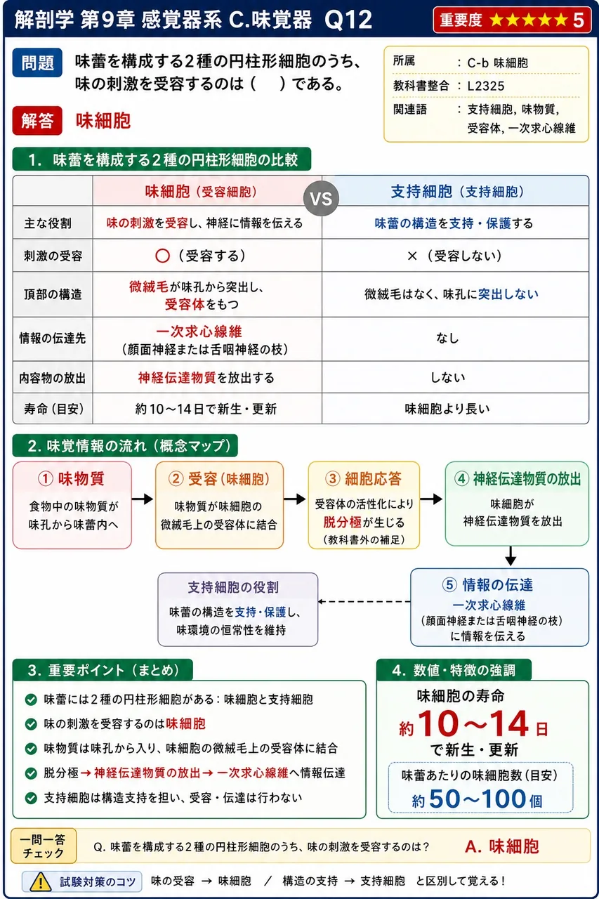味蕾を構成する2種の円柱形細胞のうち、味の刺激を受容するのは( )である。 解説図