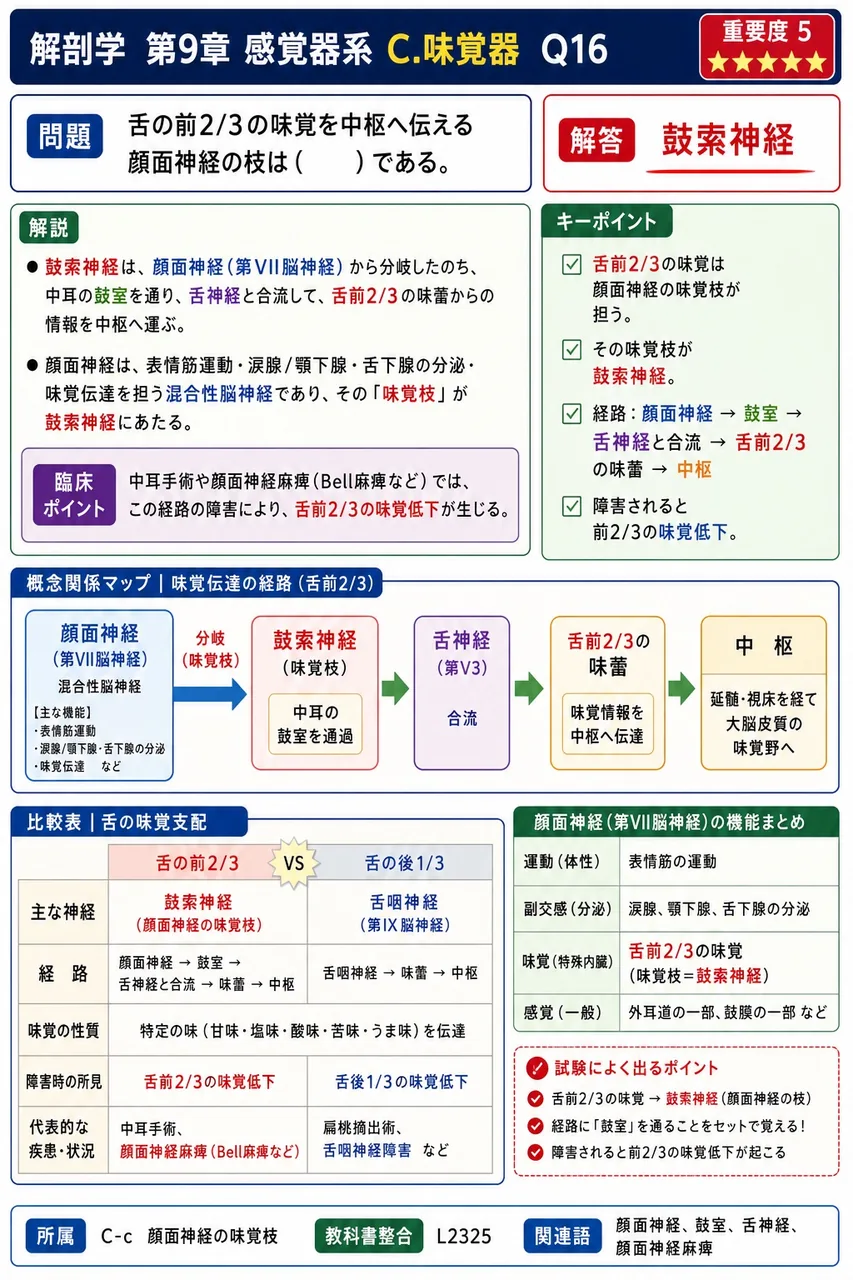 舌の前2/3の味覚を中枢へ伝える顔面神経の枝は( )である。 解説図