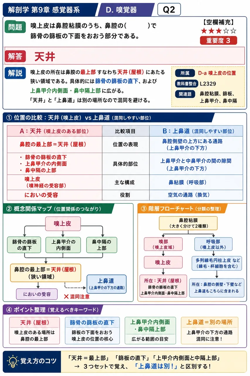 嗅上皮は鼻腔粘膜のうち、鼻腔の( )で篩骨の篩板の下面をおおう部分である。 解説図