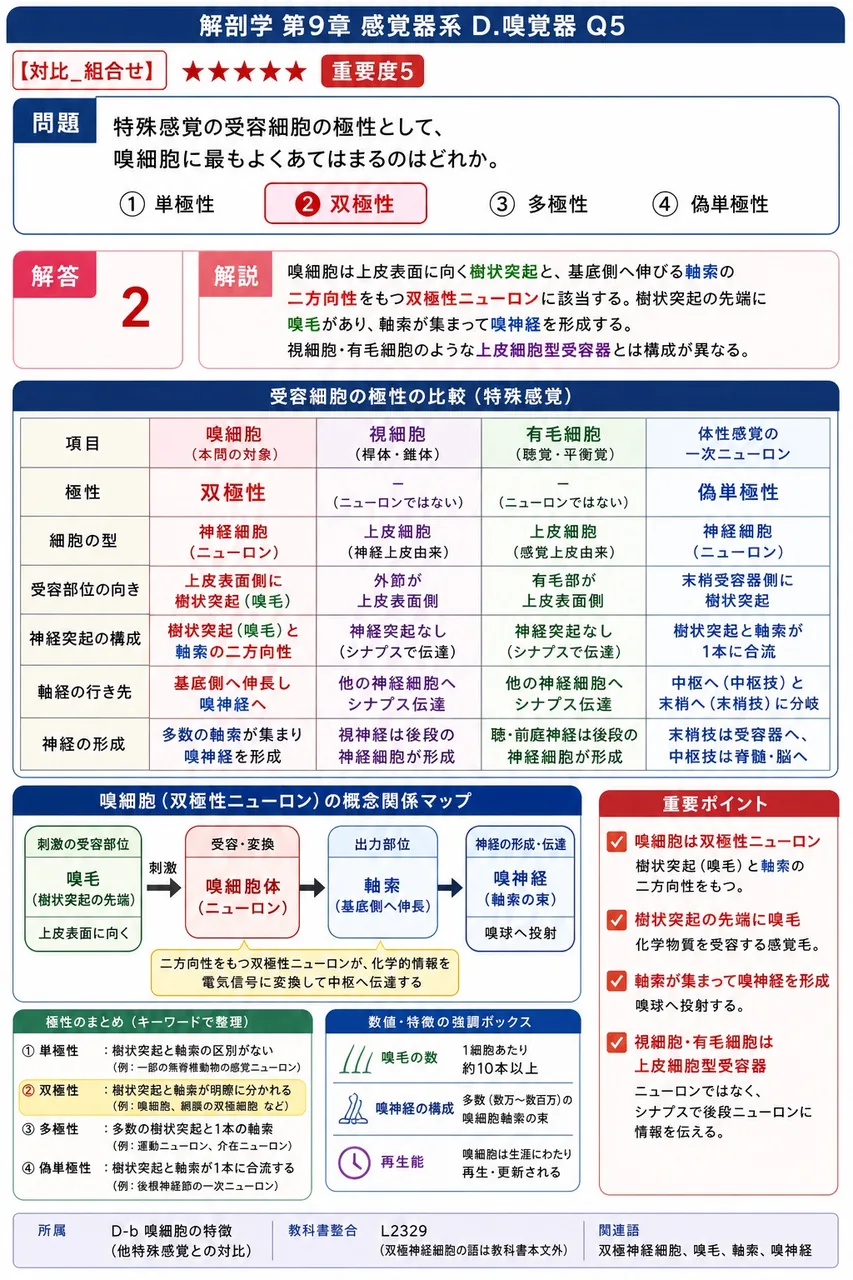 特殊感覚の受容細胞の極性として、嗅細胞に最もよくあてはまるのはどれか。 解説図