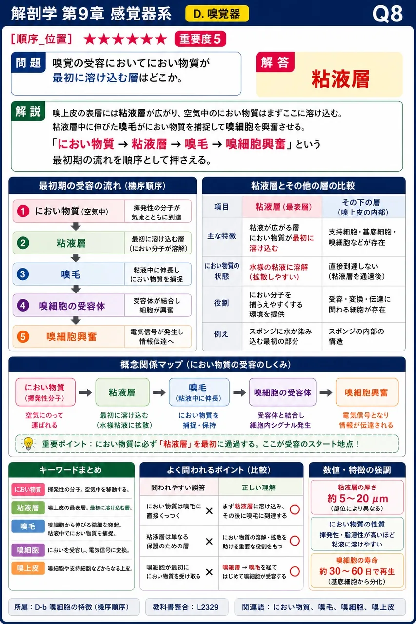 嗅覚の受容においてにおい物質が最初に溶け込む層はどこか。 解説図