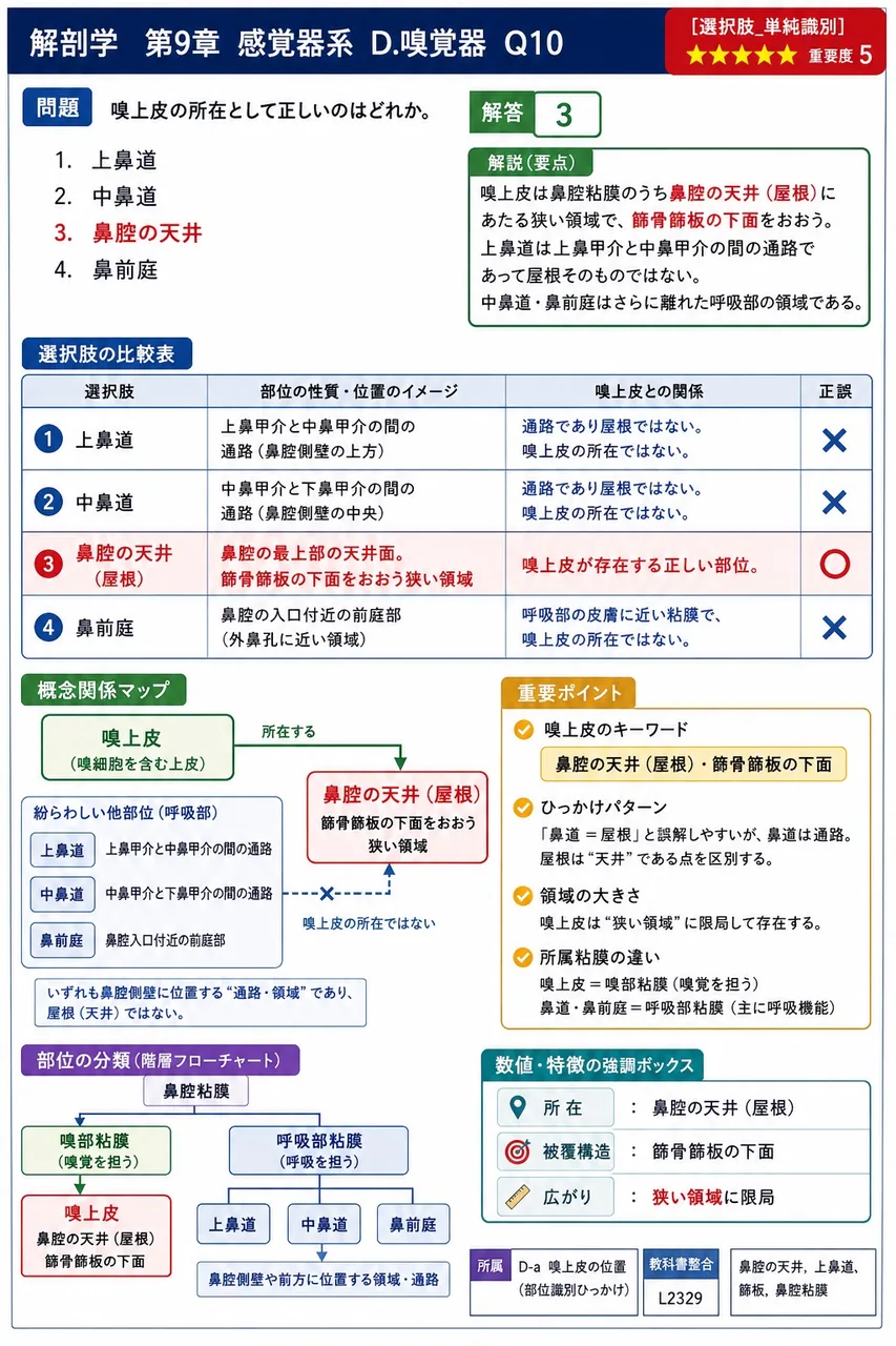 嗅上皮の所在として正しいのはどれか。 解説図