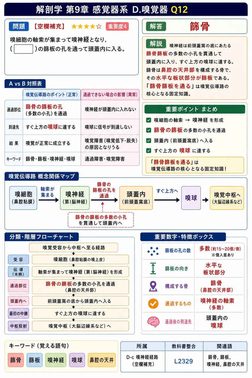 嗅細胞の軸索が集まって嗅神経となり、( )の篩板の孔を通って頭蓋内に入る。 解説図