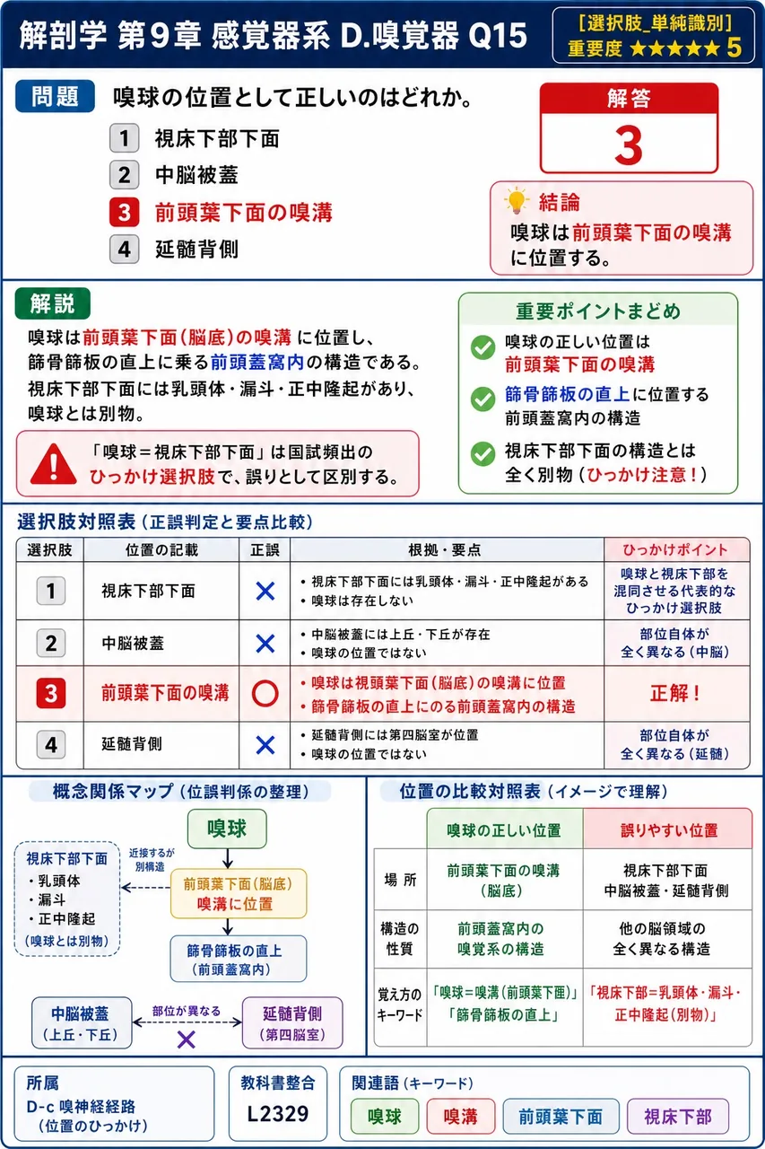 嗅球の位置として正しいのはどれか。 解説図