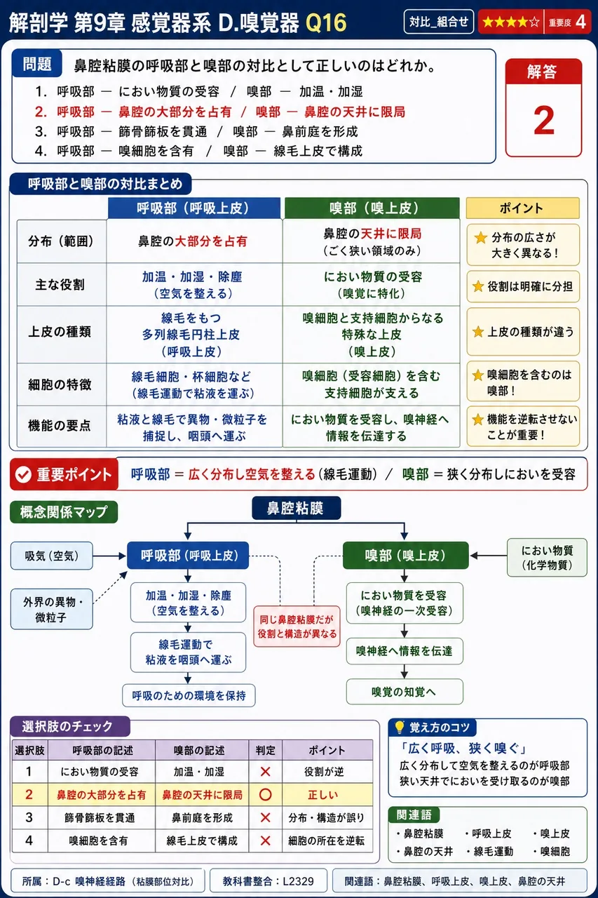 鼻腔粘膜の呼吸部と嗅部の対比として正しいのはどれか。 解説図