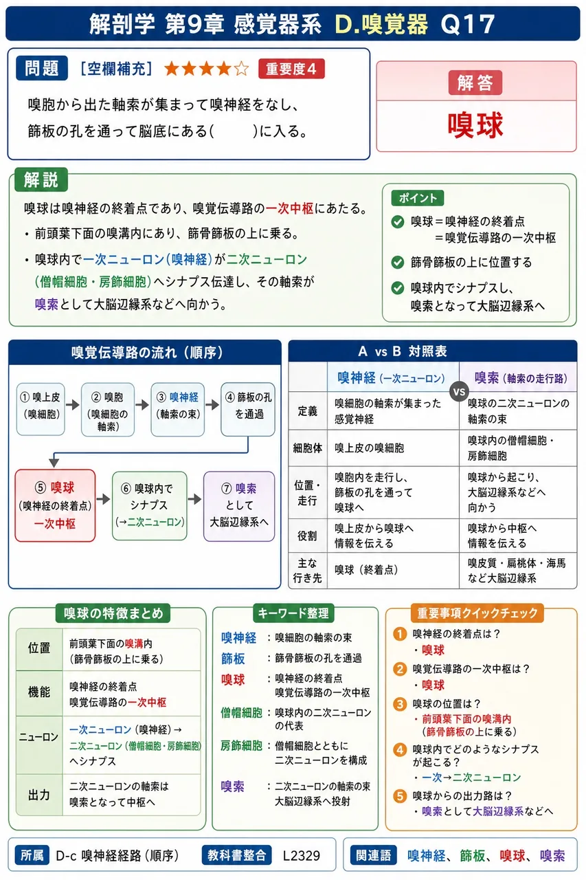 嗅胞から出た軸索が集まって嗅神経をなし、篩板の孔を通って脳底にある( )に入る。 解説図