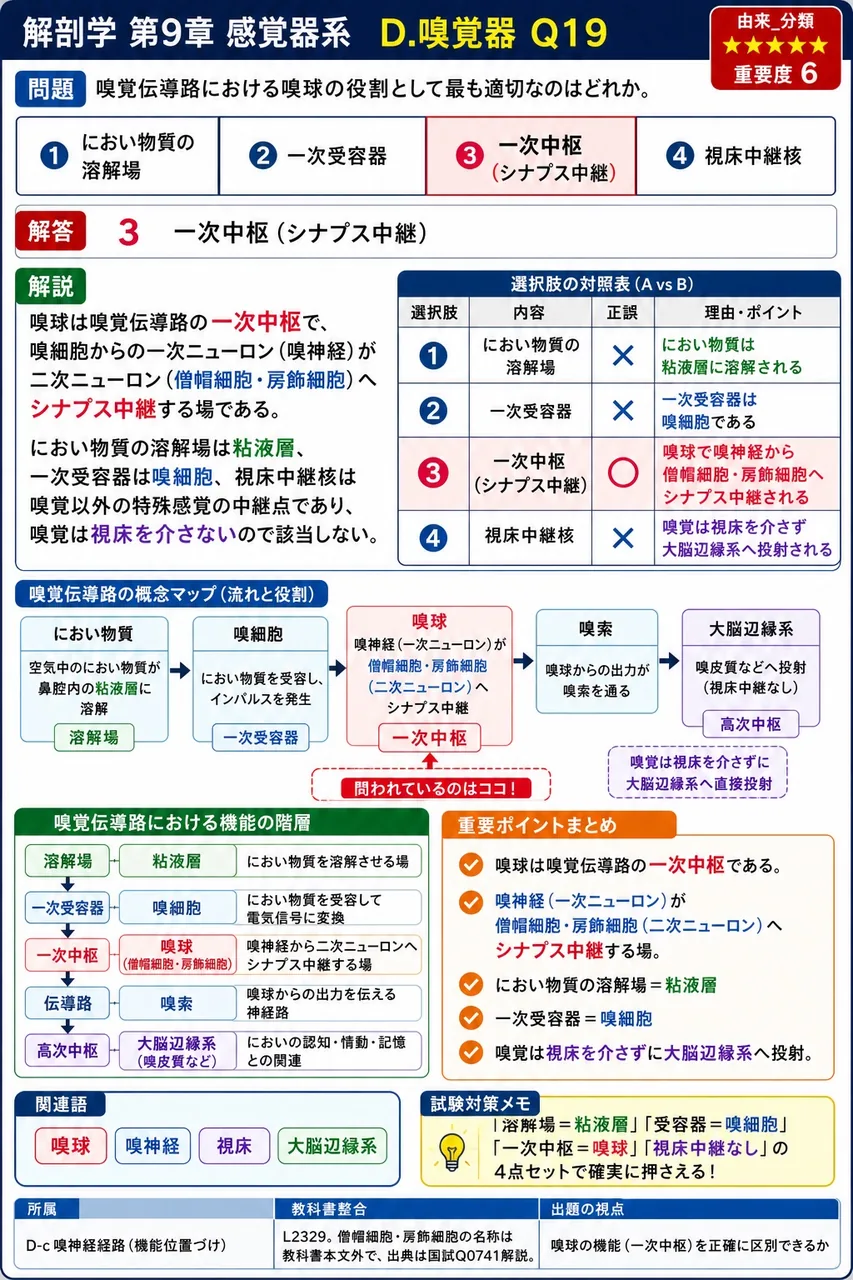 嗅覚伝導路における嗅球の役割として最も適切なのはどれか。 解説図