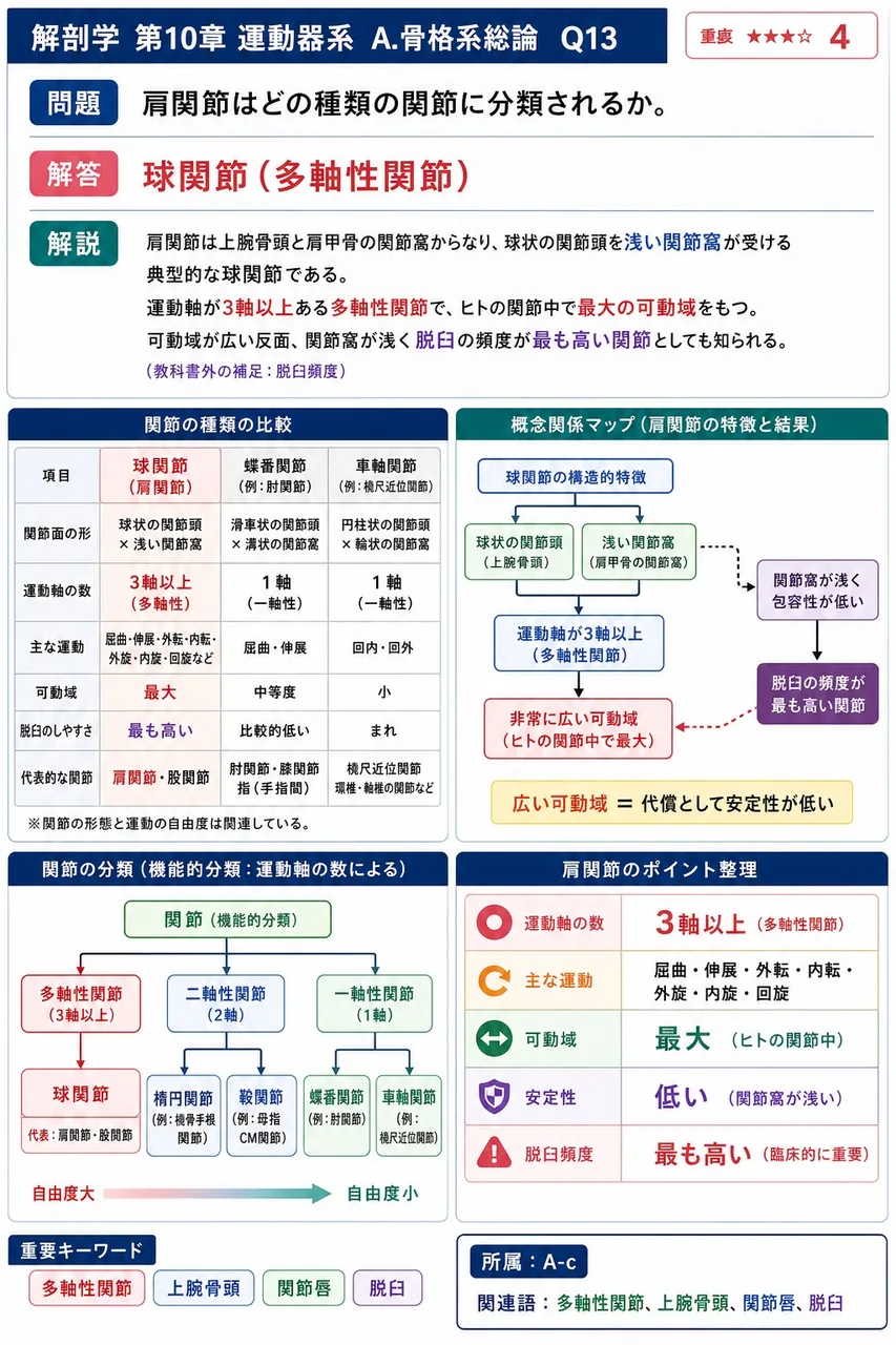 肩関節はどの種類の関節に分類されるか。 解説図