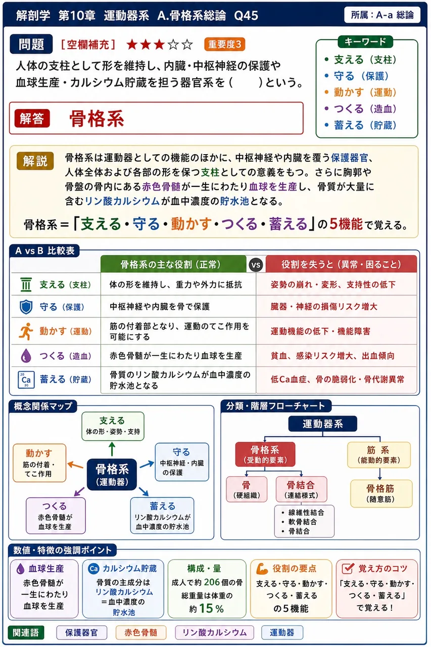 大腿骨の大転子と小転子について正しい記述はどれか。 解説図