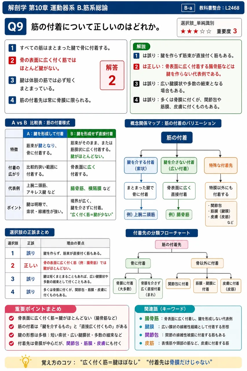 筋の付着について正しいのはどれか。 解説図