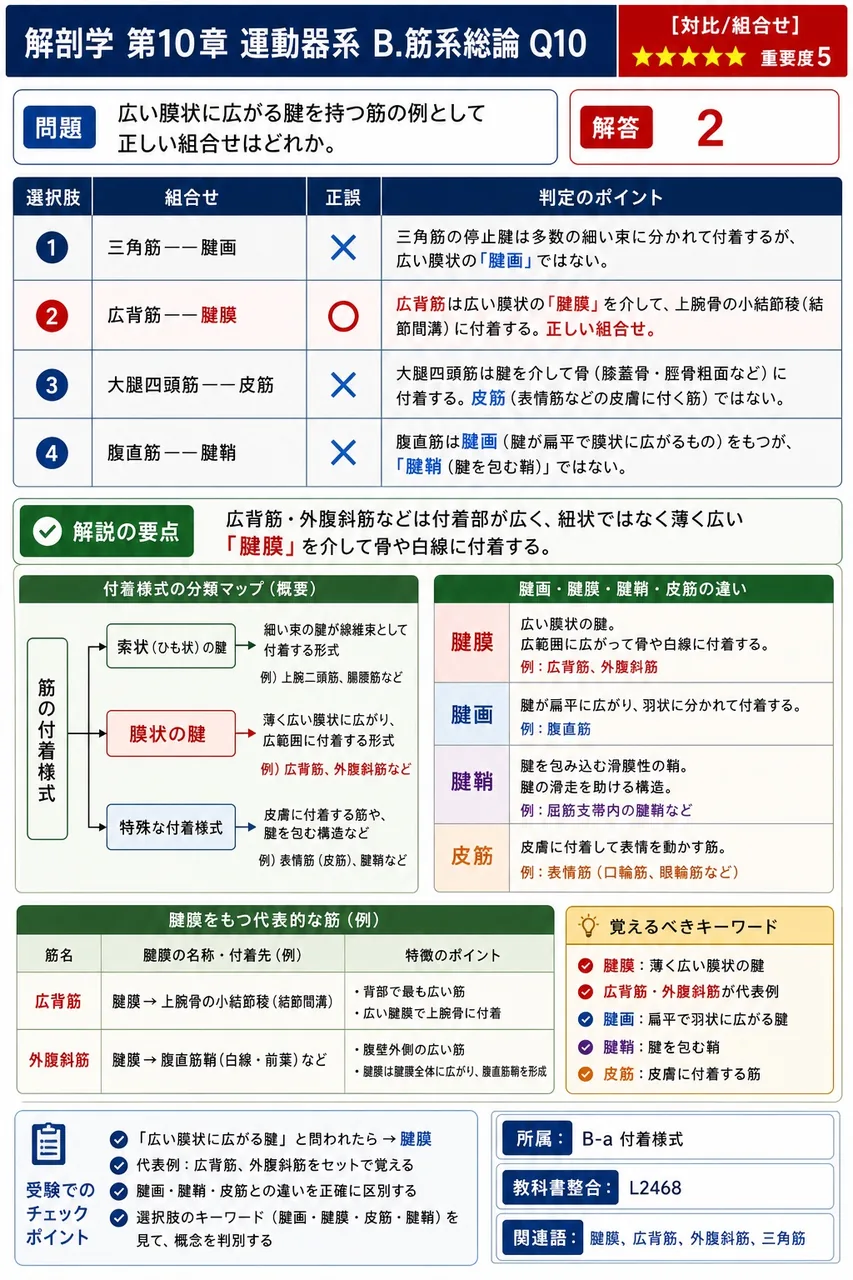広い膜状に広がる腱を持つ筋の例として正しい組合せはどれか。 解説図