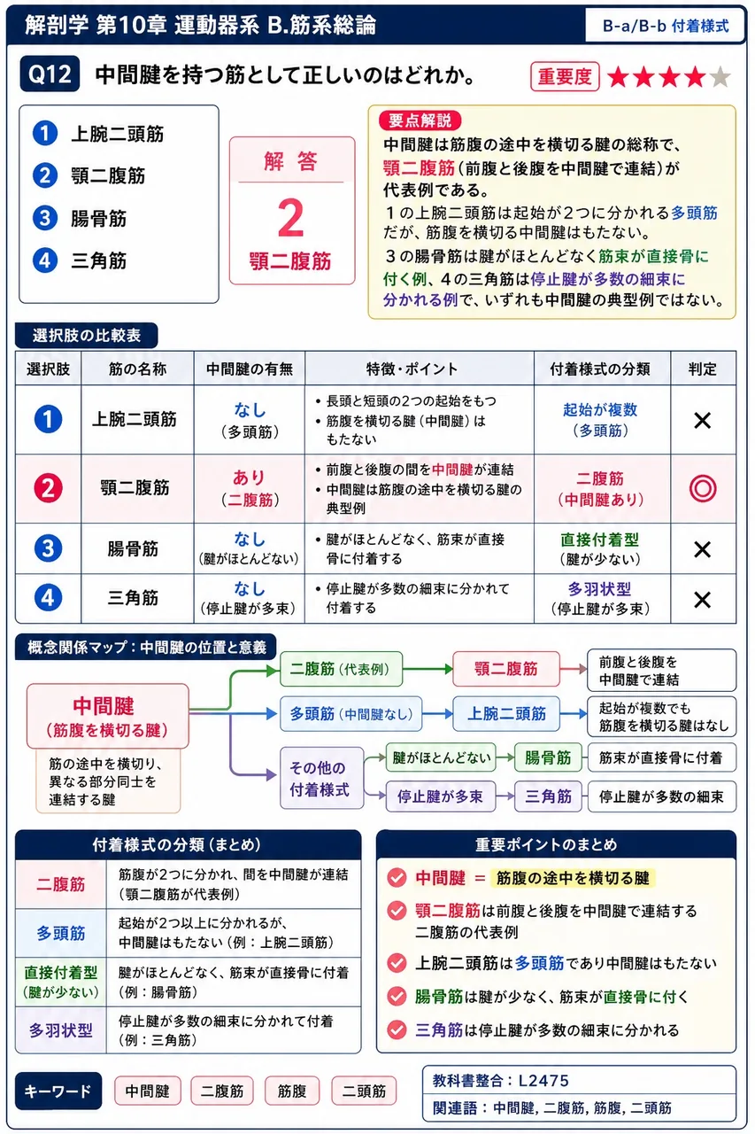 中間腱を持つ筋として正しいのはどれか。 解説図