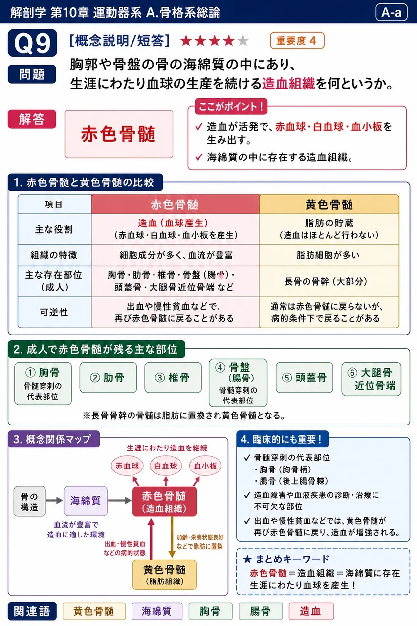 筋枝に含まれる線維のうち、主に筋内の血管に分布して血流を調節するのはどれか。 解説図
