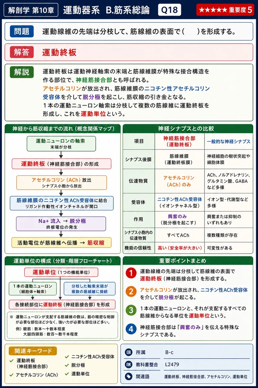 運動線維の先端は分枝して、筋線維の表面で( )を形成する。 解説図