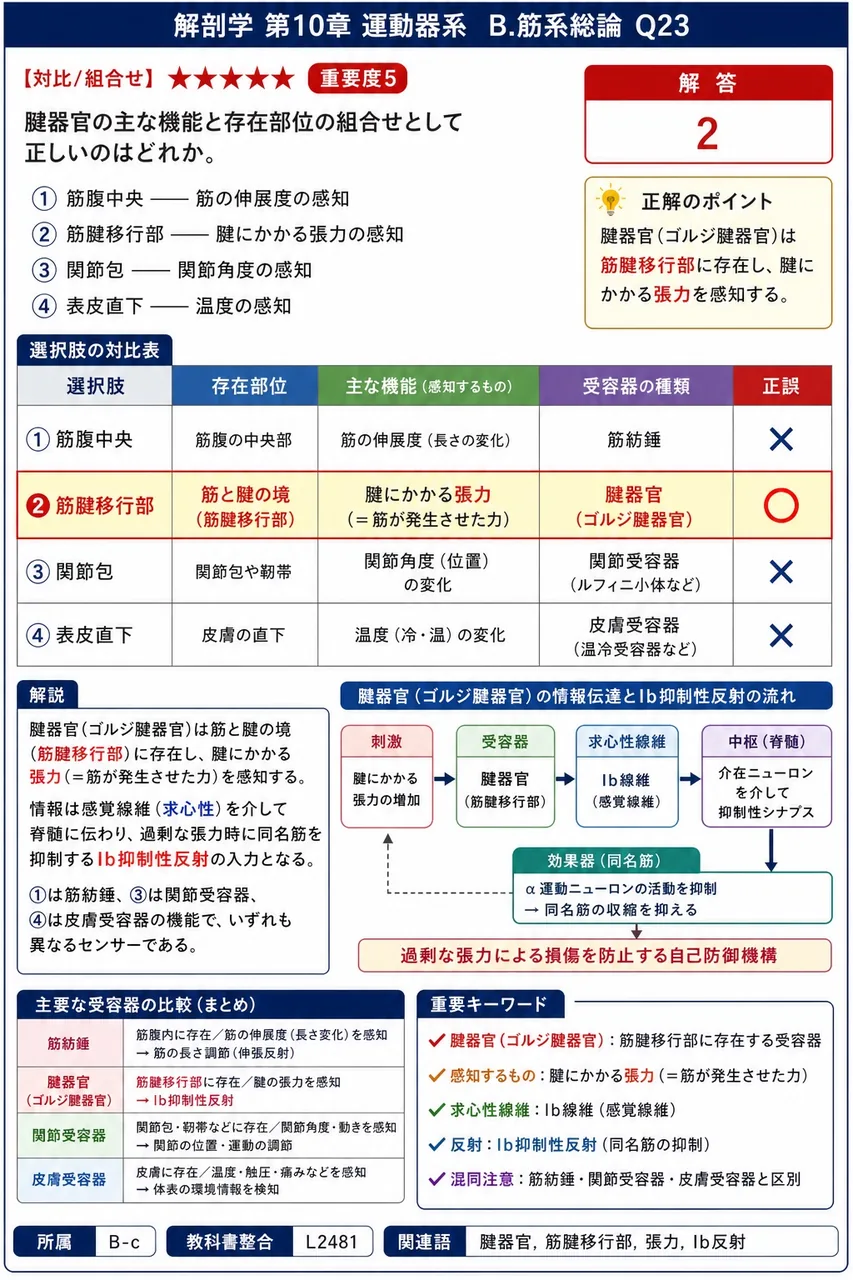 腱器官の主な機能と存在部位の組合せとして正しいのはどれか。 解説図