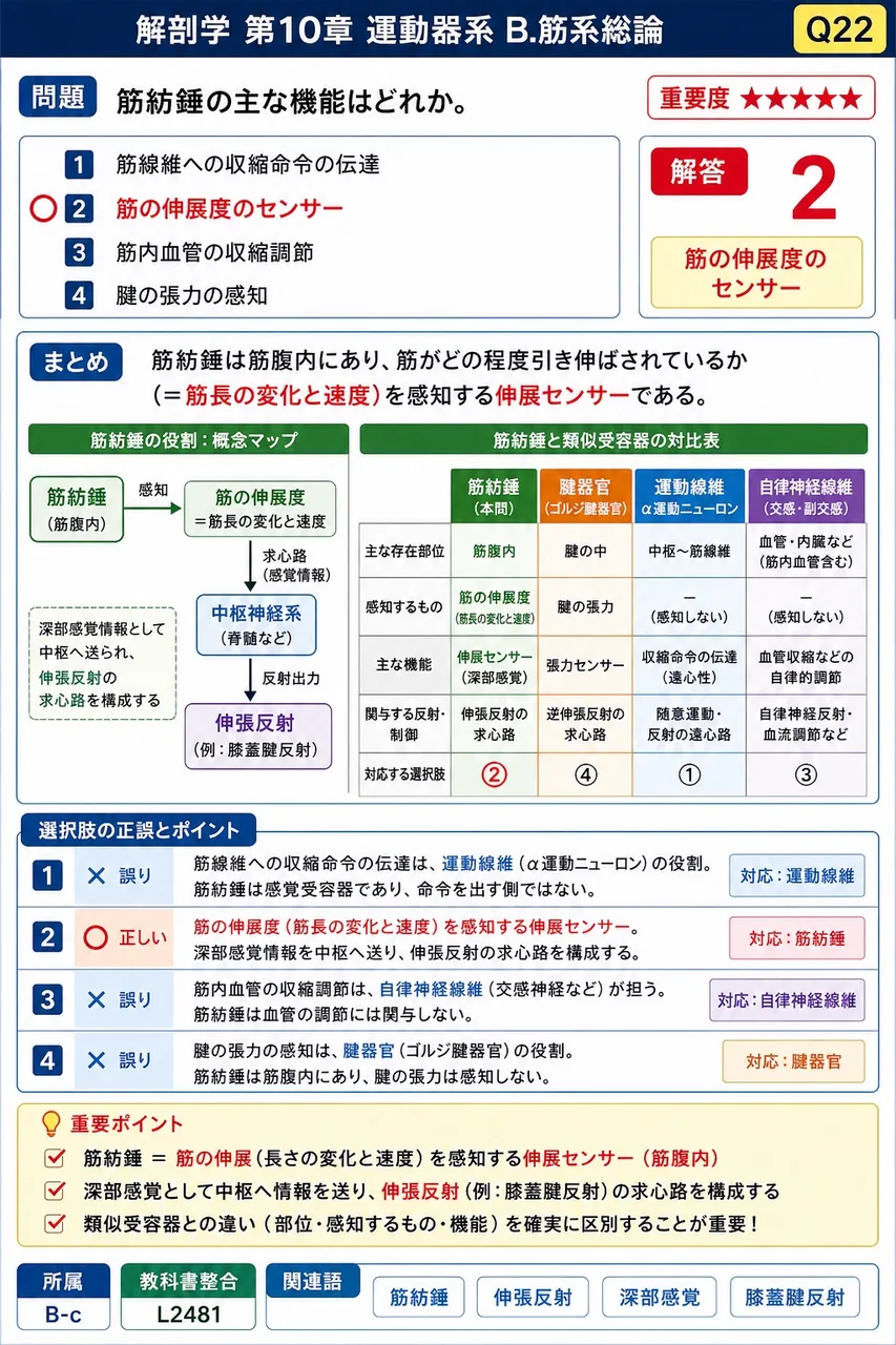 腱鞘をもたない手首の腱として正しいのはどれか。 解説図