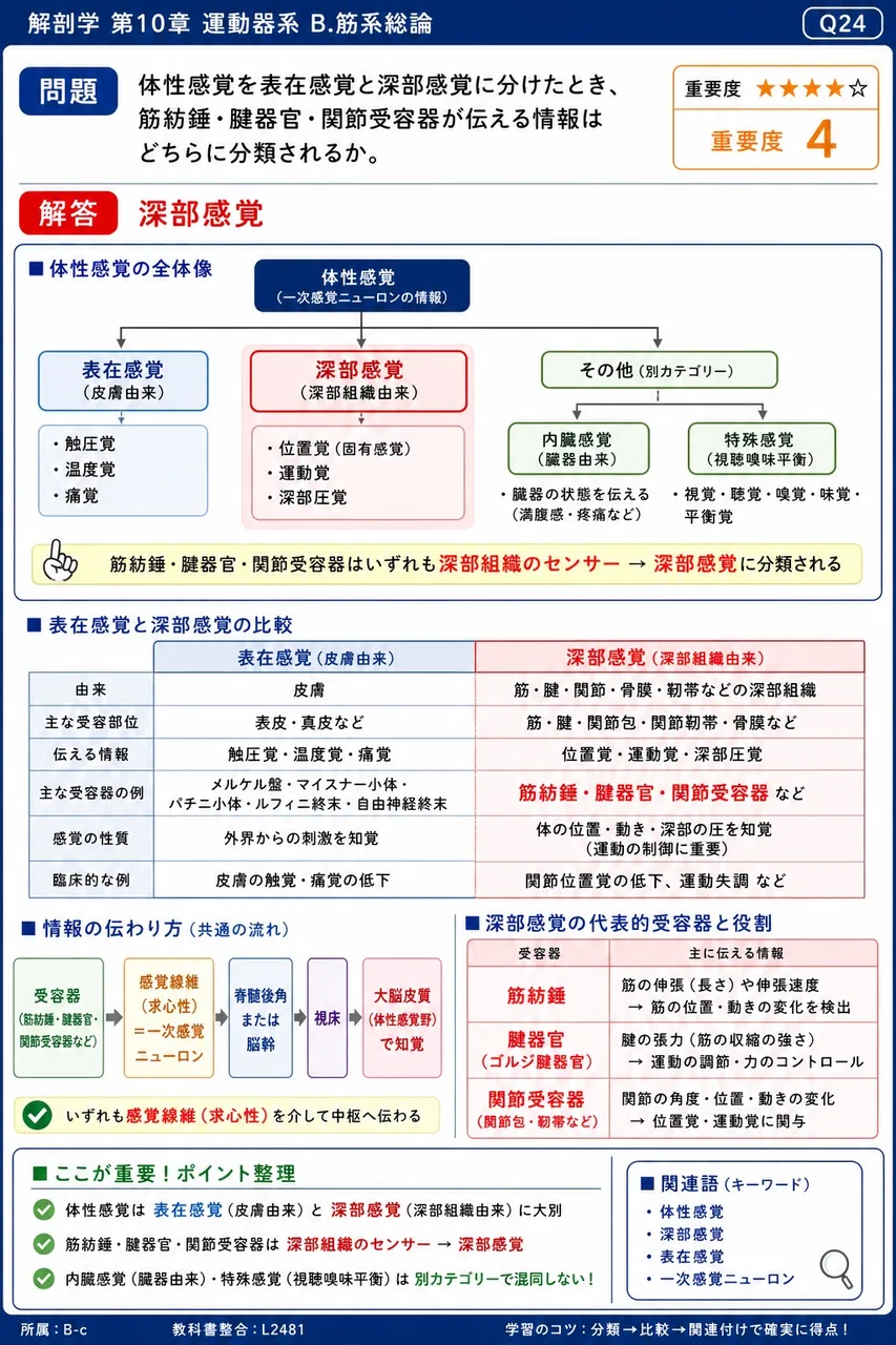 浅筋膜と深筋膜の関係について正しいのはどれか。 解説図
