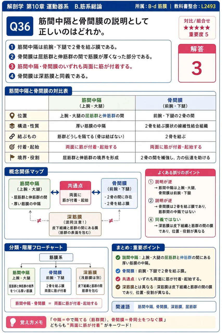 筋間中隔と骨間膜の説明として正しいのはどれか。 解説図