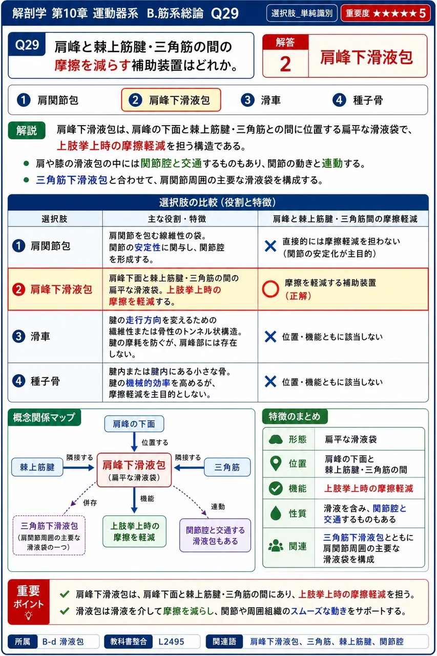 大多数の筋の腱は骨の表面を覆う( )に付着する。 解説図