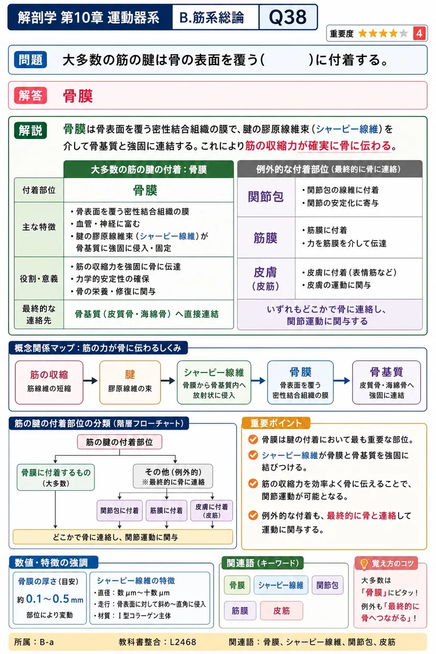 上肢の挙上時に外転60〜120度で疼痛(painful arc)を生じる肩関節周囲炎(いわゆる五十肩)で、主要な病態となる構造はどれか。 解説図