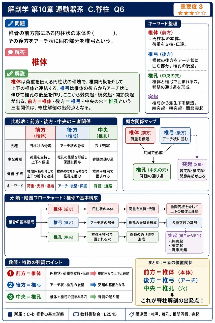 椎骨の前方部にある円柱状の本体を( )、その後方をアーチ状に囲む部分を椎弓という。 解説図