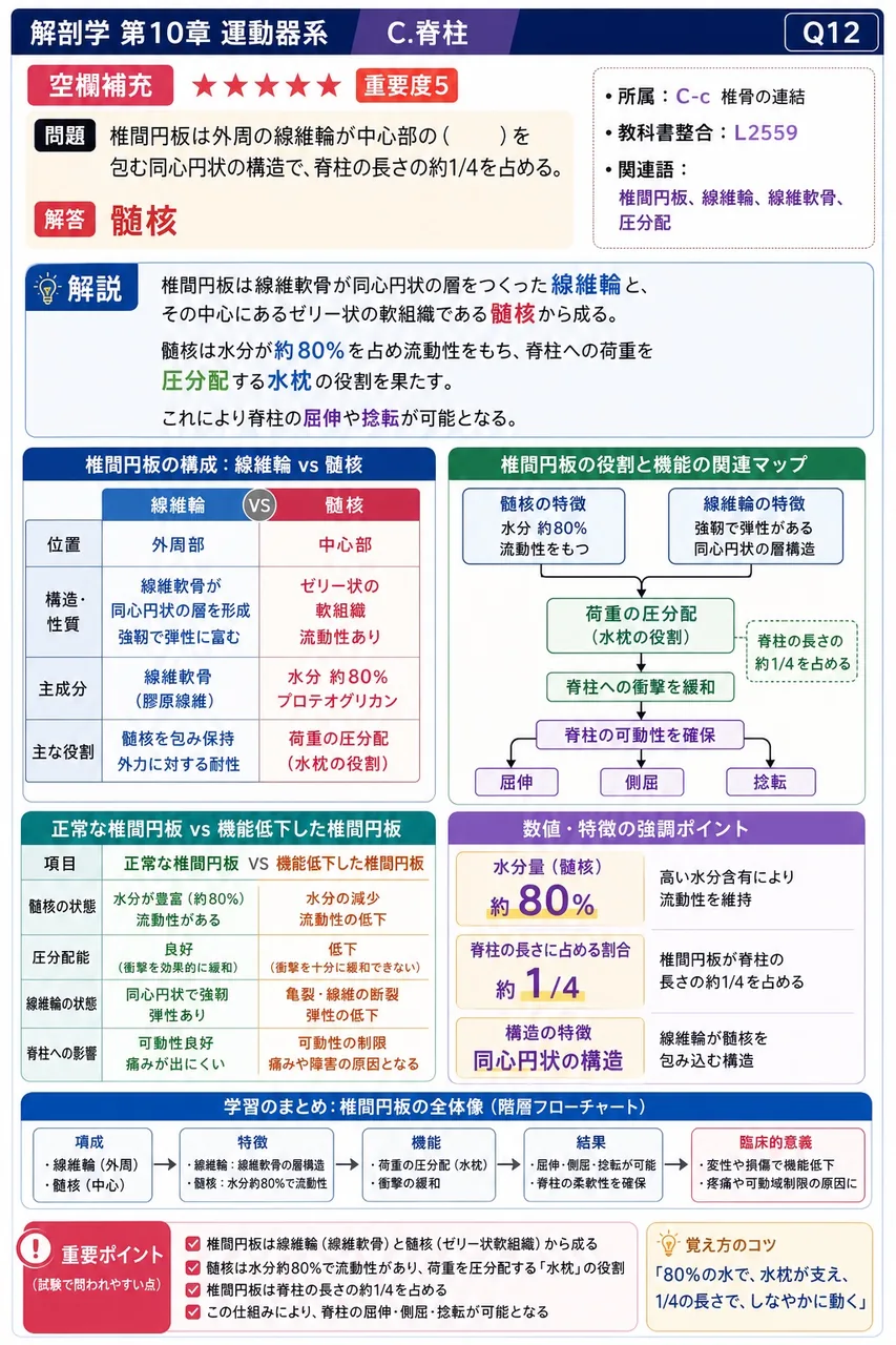脊髄の背側面に最も近接する靭帯はどれか。 解説図