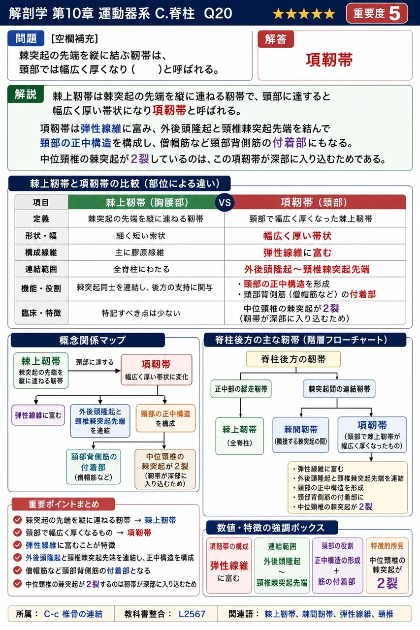 棘突起の先端を縦に結ぶ靭帯は、頸部では幅広く厚くなり( )と呼ばれる。 解説図