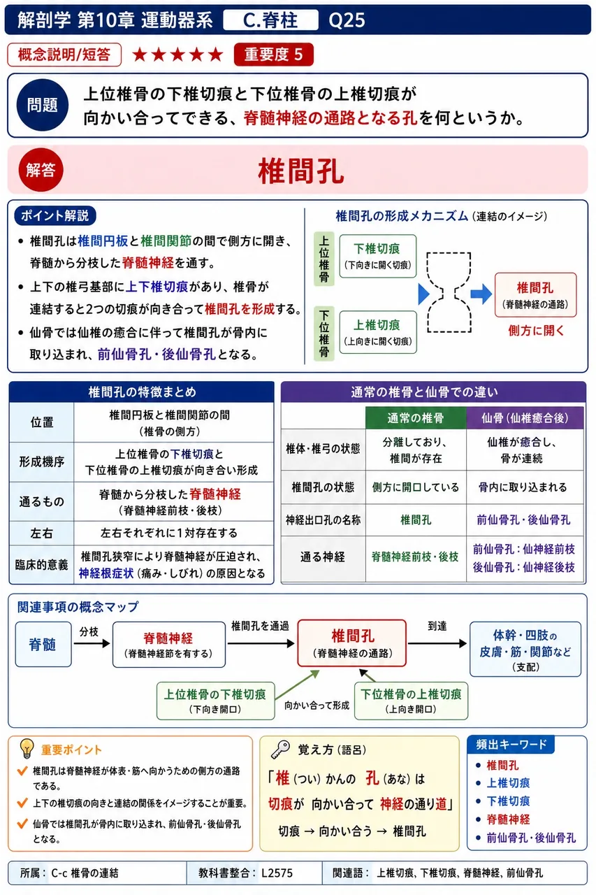 上位椎骨の下椎切痕と下位椎骨の上椎切痕が向かい合ってできる、脊髄神経の通路となる孔を何というか。 解説図